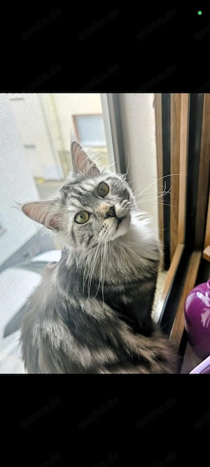 verspielter kater riesen Baby 