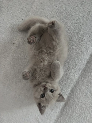 BKH Kitten junge 