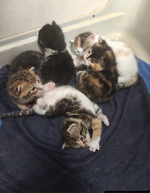 Babykatzen