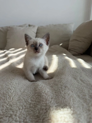 Siam Bkh Mix sucht neues Zuhause  