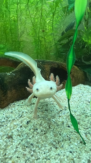 4 Axolotl 