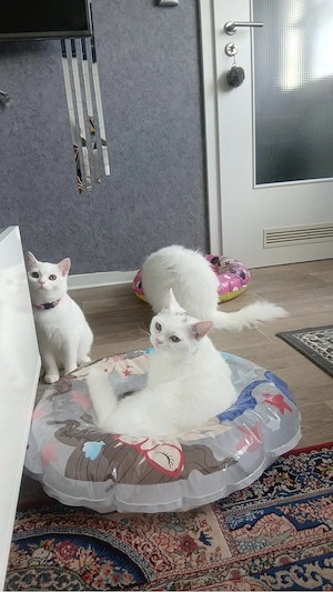 2 Katzen zum verkaufen