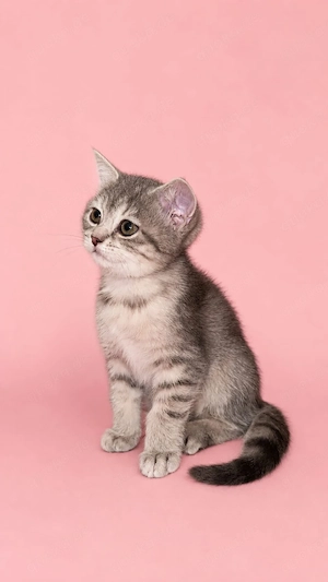 BKH tabby kitten sucht ein neues Zuhause 