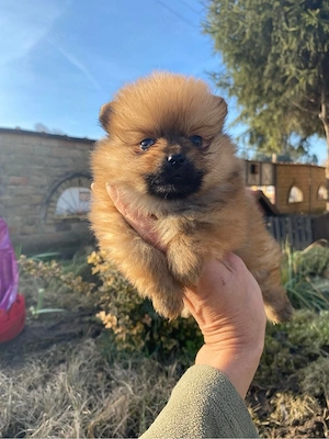 Pomeranian Welpe