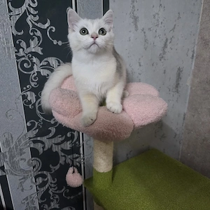 bkh-kittens