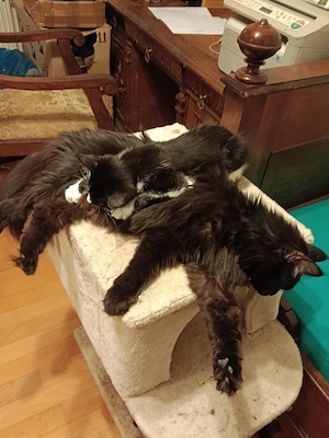 3 süsse weibliche Jungkatzen