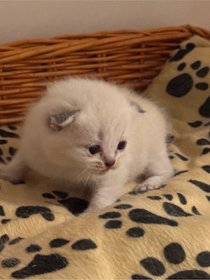 wunderschöne BKH und BKH mix babys