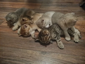BKH kitten 