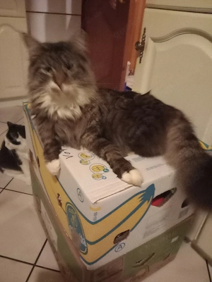 Maine Coon Mix - Gismo - Umstandshalber dringend wegen Umzug in gut Hände 