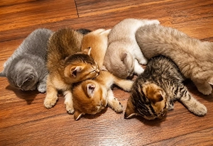 BKH kitten 