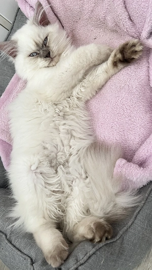Kuschelbären möchten ausziehen Bild 10