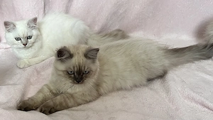 Kuschelbären möchten ausziehen Bild 3