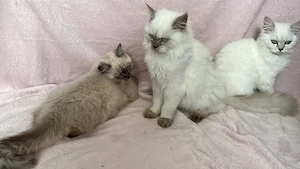 Kuschelbären möchten ausziehen Bild 5