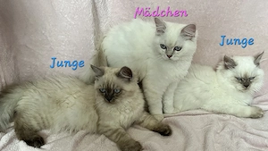 Kuschelbären möchten ausziehen Bild 4