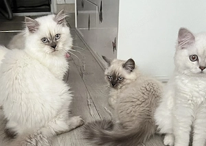 Kuschelbären möchten ausziehen