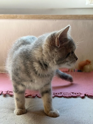 BKH Mädchen sucht liebevolles Zuhause Bild 4