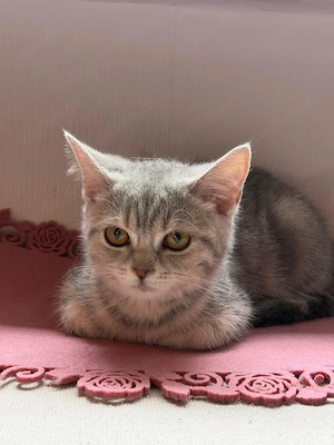 BKH Mädchen sucht liebevolles Zuhause Bild 3