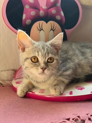 BKH Mädchen sucht liebevolles Zuhause Bild 2