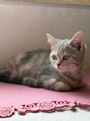 BKH Mädchen sucht liebevolles Zuhause Bild 6