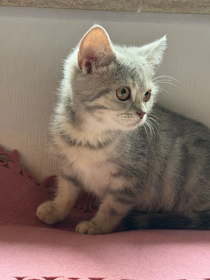 BKH Mädchen 2,5 Monate sucht liebevolles Zuhause