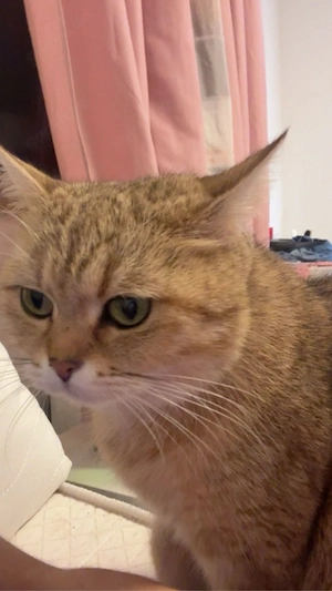 Katze abzugeben 