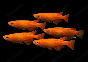 Medaka Red King Oryzias latipes Japanischer Reisfisch 