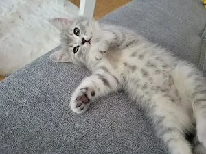 bkh Katerchen 