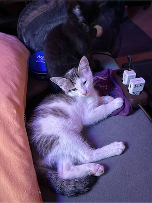 junger schwarz weisser kater 