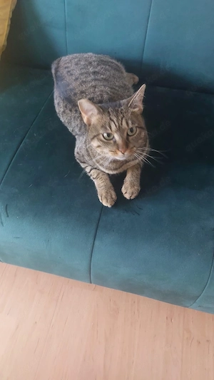 Lilly sucht ein liebevolles Zuhause