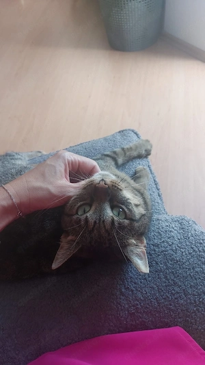 Lilly sucht ein liebevolles Zuhause