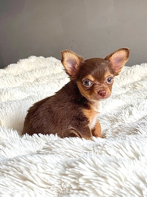 Traumhafte Chihuahua-Hündin Luiza (Tricolor)   Kurzhaar mit Langhaargen