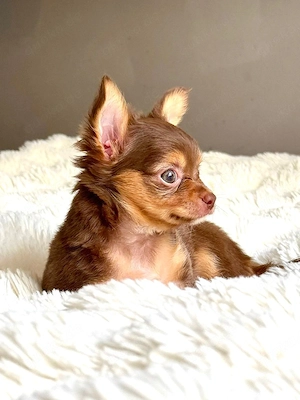 Traumhafte Chihuahua-Hündin Luiza (Tricolor)   Kurzhaar mit Langhaargen