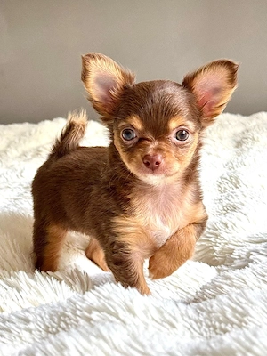Traumhaftes Chihuahua Mädchen, *auszugsbereit*