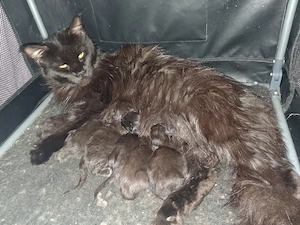 Maine Coon Kitten Black