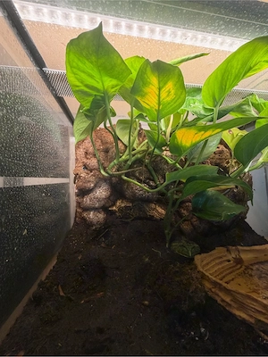 Schmuckhornfrosch Matscha Morph + Terrarium
