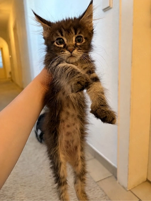 Maine coon Kitten