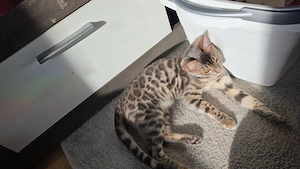 Bengalkatze weiblich 