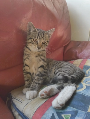 Kalifornische Katzen 