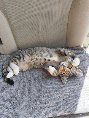 Kalifornische Katzen 
