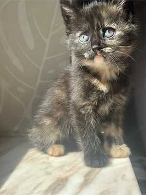 Kitten zu verkaufen 