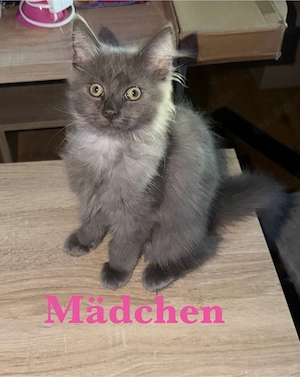 noch 2 verschmuste Maine Coon Mädchen