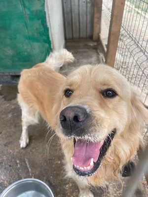 Terry- Golden Retriever Rüde