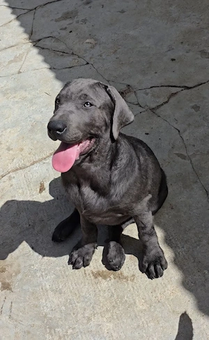 Labrador Welpe Rüde 4 Mon. mit Ahnentafel