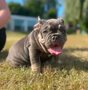 Französische Bulldogge