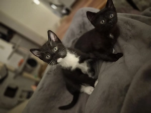 2 Kitten suchen ein liebevolles zu Hause