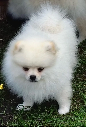 Reinrassiger Pomeranian Zwergspitz Welpen(4 Rüden).