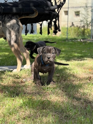 rottweiler x american bully, Pitbull mix welpen 