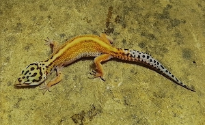 0,1 Leopardgecko Afghan Red Stripe het. Rainwater Albino 