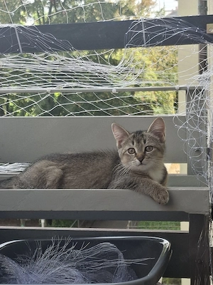 Katze 12 wochen