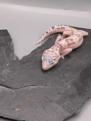Eublepharis macularius - Leopardgecko 0.1